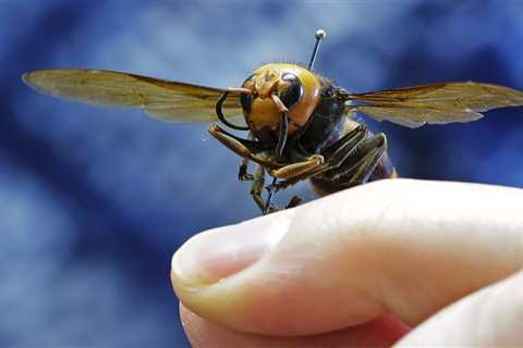 Giant murder hornets invading US could be stopped with bizarre new ‘sex spray’