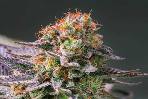 Strain Spotlight: Mac 1