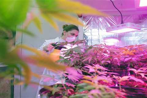 Pennsylvania Lawmakers Will Introduce Bill Allowing Farmers To Grow Medical Pot