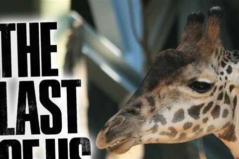 'The Last of Us' Calgary Zoo Giraffe Gets Big Break During Season Finale