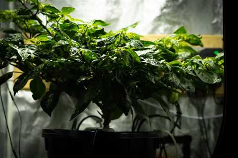 How To Automate Your Grow Room In 2023