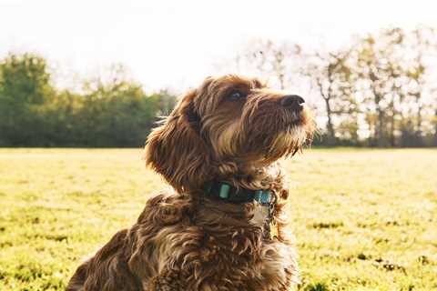 From a feisty cockapoo  to an escapologist rabbit – your pet queries answered