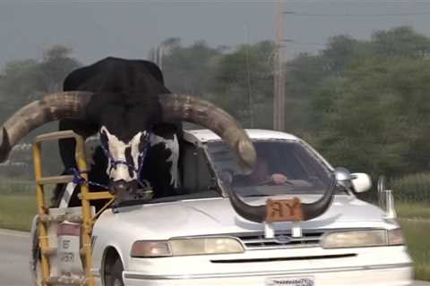 Man Pulled Over For Driving with Huge Bull in Passenger Seat