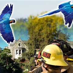 Playboy Mansion Parrot Escapes to Country Club, Firefighters Swoop In