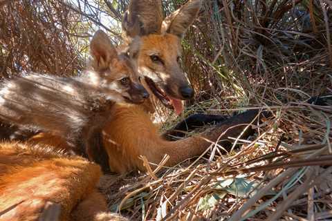 Heartbreaking Loss: Wolf and Pups Drown in Farm Expansion After BBC Documentary