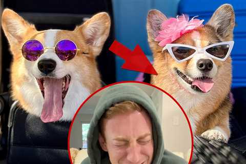 Olivia Of Viral Corgi Dog Duo 'Hammy & Olivia' Dead At 8 After Kidney Emergency