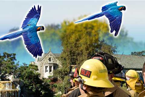 Playboy Mansion Parrot Escapes to Country Club, Firefighters Swoop In