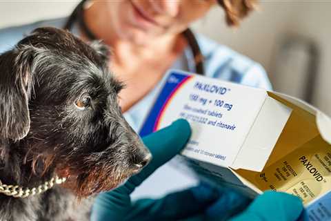 Vet Prescribing Dogs COVID Meds To Save Them From Mystery Illness