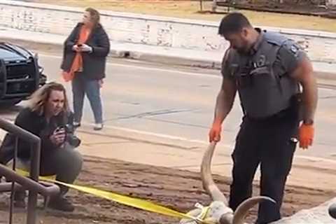 Four Hit With Criminal Charges After Dead Longhorn Found Near OSU Campus