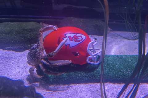 NJ crab predicts Kansas City Chiefs will win Super Bowl