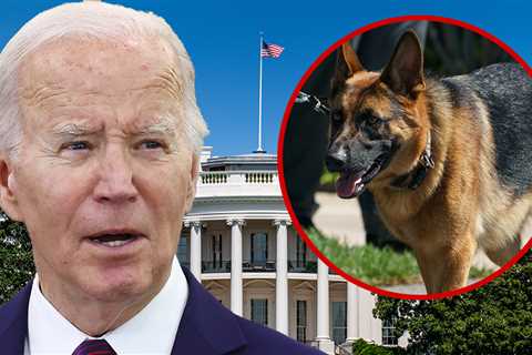 President Biden's Dog Commander Bit Secret Service Agents On 24 Occasions