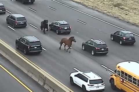 Two Horses Gallop Freely on Cleveland Highway After Escaping from Stable