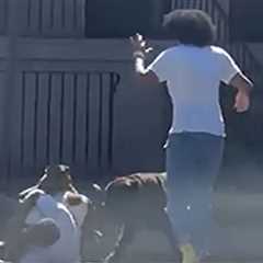 Cop Shoots at Pack of Dogs Attacking Man in the Street in Harrowing Video