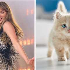 Choose Some Pets And I'll Tell You What Taylor Swift Era You're In