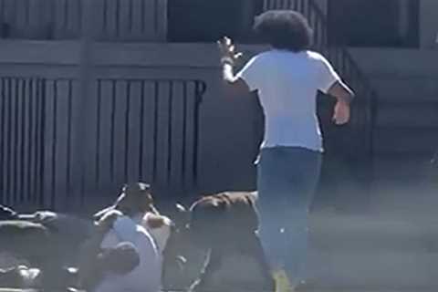 Cop Shoots at Pack of Dogs Attacking Man in the Street in Harrowing Video