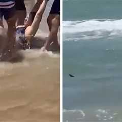 Shark Attack At South Padre Island, Gnarly 'Jaws'-Like Rescue Video