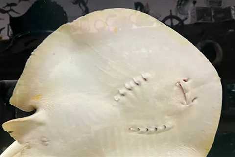 Charlotte the Stingray Dies 5 Months After Viral Pregnancy