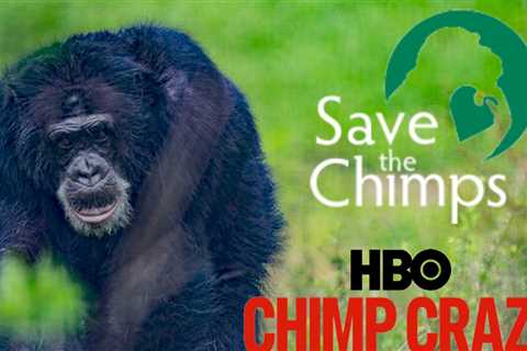 'Chimp Crazy' Swings Big Donations for Tonka's Sanctuary