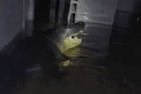 Floridians Find Alligator Chilling in Their Home During Hurricane