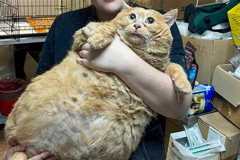 World's Fattest Cat Crumbs Dies Weeks After Feline Fat Camp