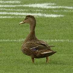 Duck wanders onto field, watches a touchdown during Buccaneers-Panthers game