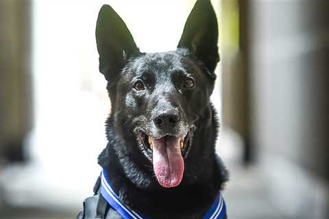 Secret Service Dog 'Hurricane,' Who Stopped White House Intruder, Dead at 15