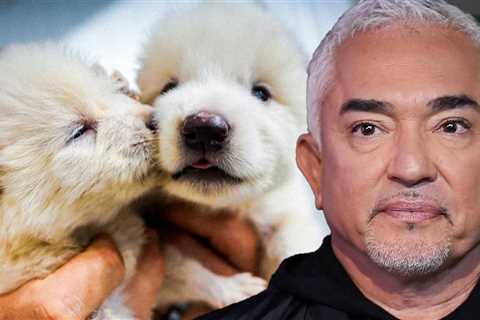 Cesar Millan Says Pet Owners Should Master Chihuahuas Before Adopting Dire Wolves