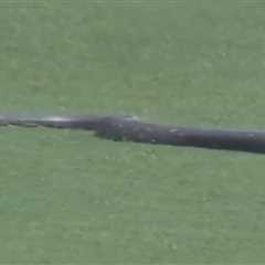Watch as volunteer gets a little too close to massive snake at PGA Championship