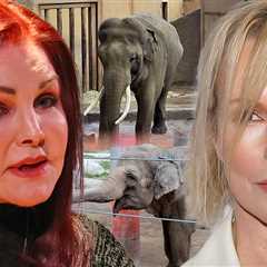 Priscilla Presley, Kim Basinger Slam L.A. Zoo Elephants Transfer to Tulsa