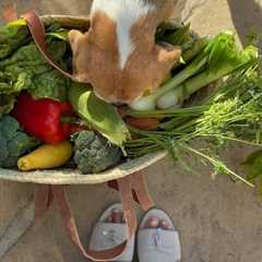Examining Meghan Markle's Home-Grown Produce: Seasonal Realities and Social Media Scrutiny