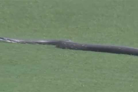 Watch as volunteer gets a little too close to massive snake at PGA Championship