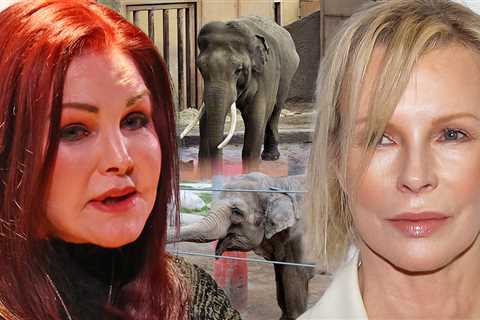 Priscilla Presley, Kim Basinger Slam L.A. Zoo Elephants Transfer to Tulsa