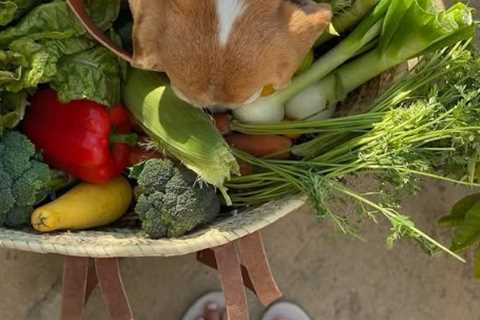 Examining Meghan Markle's Home-Grown Produce: Seasonal Realities and Social Media Scrutiny