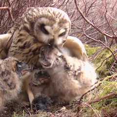 Springwatch Criticism Sparks Debate on Ethical Wildlife Programming