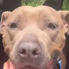 Shelter Dog Finds Forever Home After 640 Days, Tear-Jerking Video