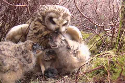 Springwatch Criticism Sparks Debate on Ethical Wildlife Programming