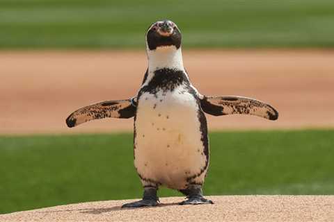 Woeful White Sox have penguin throw out first pitch: ‘Can he start tomorrow?’