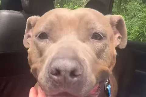Shelter Dog Finds Forever Home After 640 Days, Tear-Jerking Video