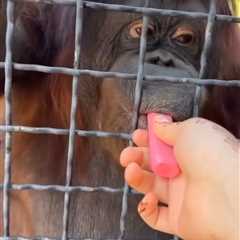 Russian boxer Anastasia Luchkina facing backlash after giving orangutan vape pen in shocking scene