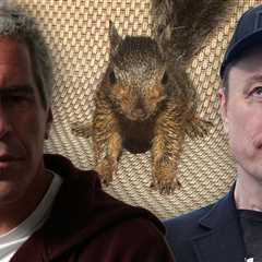 Peanut the Squirrel's Owner Wants Elon Musk to Joke Less, Support His Cause