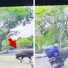 Escaped Buffalo Smashes Scooter Rider Clear Across Street, On Video