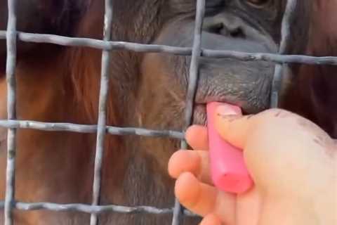 Russian boxer Anastasia Luchkina facing backlash after giving orangutan vape pen in shocking scene
