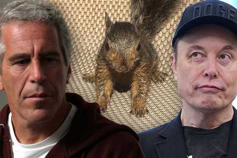 Peanut the Squirrel's Owner Wants Elon Musk to Joke Less, Support His Cause