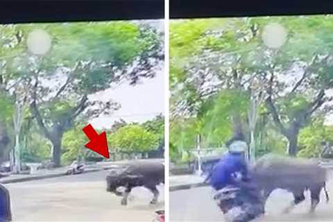 Escaped Buffalo Smashes Scooter Rider Clear Across Street, On Video