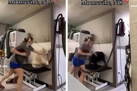 Dog Groomer Arrested After Video Shows Her Allegedly Hitting Dogs