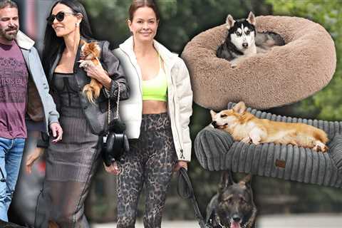 Celebrate National Dog Day with Major Discounts on Pet Beds!