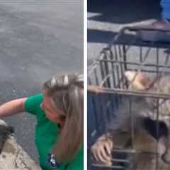 Raccoon Rescued By Nurse Performing CPR, Fermented Peaches to Blame