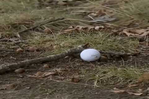 Jon Rahm, Tyrrell Hatton trade unbelievable shots as Ryder Cup starts in wild fashion