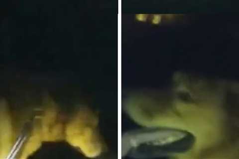 Loyal Florida Dog Leads Deputy to Injured Grandma, Body Cam Shows