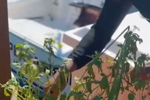 Famed MLB hothead Pedro Martínez now relaxes by keeping his gardens ‘groomed and beautiful’ like ‘a ..